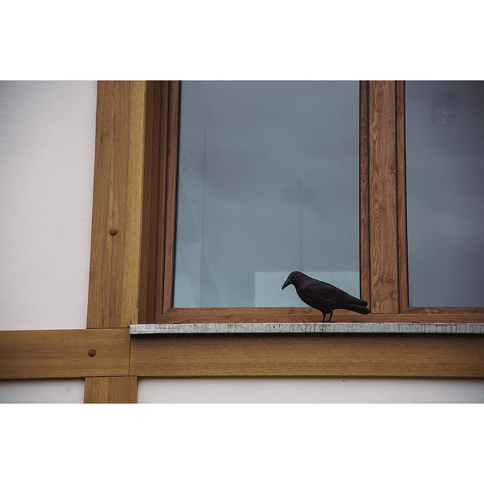 RAVEN FOR BIRD PROTECTION BRADAS CTRL-BR101