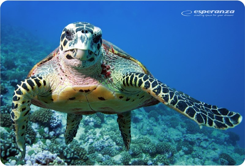 Esperanza EA133 mouse pad Multicolor