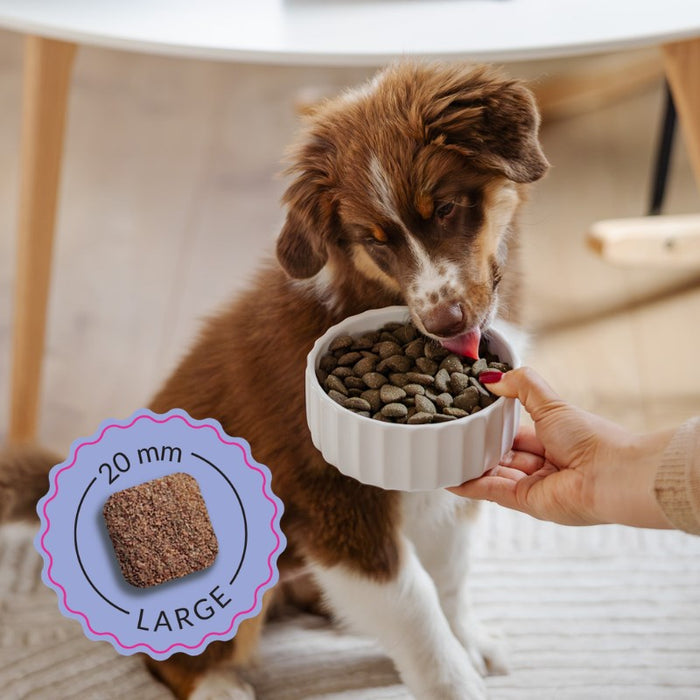 ADDVENA Boosted by superfoods Junior Medium/Large Beef - dry dog food - 2,5kg