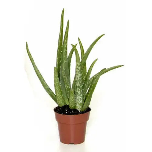 ALOE VERA - Нецъфтящи растения<<<Стайни растения<<<Градина<<<Praktiker