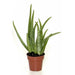ALOE VERA - Нецъфтящи растения<<<Стайни растения<<<Градина<<<Praktiker