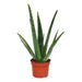 ALOE VERA - Нецъфтящи растения<<<Стайни растения<<<Градина<<<Praktiker