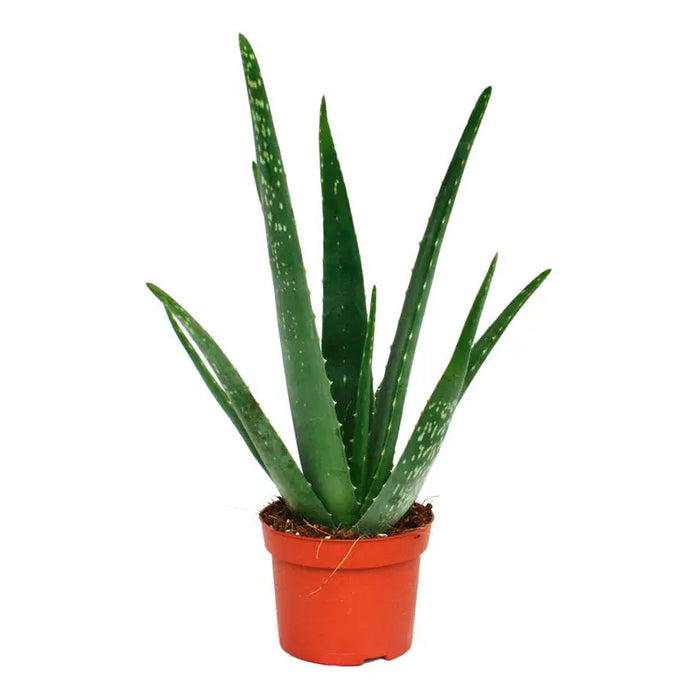 ALOE VERA - Нецъфтящи растения<<<Стайни растения<<<Градина<<<Praktiker