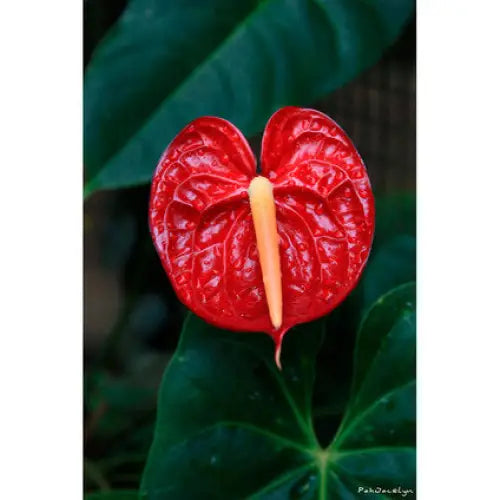 ANTHURIUM - Цъфтящи растения<<<Стайни растения<<<Градина<<<Praktiker