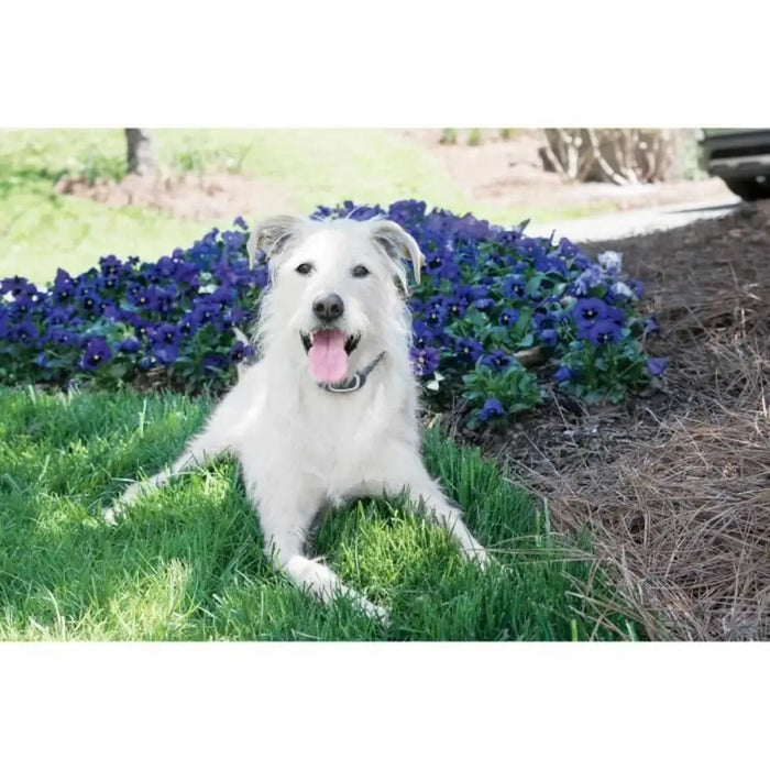 Anti-bark collar PetSafe - Здраве и хигиена<<<Домашни Животни<<<Дом Градина<<<BigBuy