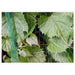 ANTI-BIRD NETTING 3X5M BRADAS AS-BN71919305 - Предпазни мрежи<<<Мрежи и огради<<<Градина<<<Praktiker&&&Предпазни