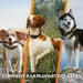 Anti-loss Localiser Weenect Orange - Домашни Животни<<<Дом Градина<<<BigBuy&&&Здраве и хигиена<<<Домашни Животни<<<Дом