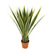 ARTIFICIAL AGAVE PLANT 135CM HD HD-10987 - Изкуствени растения<<<Стайни растения<<<Градина<<<Praktiker