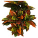 ARTIFICIAL CROTON PLANT 95CM HD HD-10977 - Изкуствени растения<<<Стайни растения<<<Градина<<<Praktiker