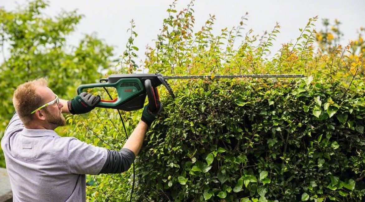 Hedge trimmer BOSCH   500 W 65 cm