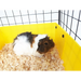 C&C Modular cage 3x2 110x75 cm guinea pig hedgehog silver grey - CagesDMZ-KLA<<<For small animalsDMZ<<<ActionPL