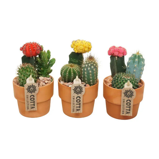 CACTUS GYMNOCALTICIUM - Кактуси<<<Стайни растения<<<Градина<<<Praktiker