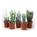 CACTUS - Кактуси<<<Стайни растения<<<Градина<<<Praktiker