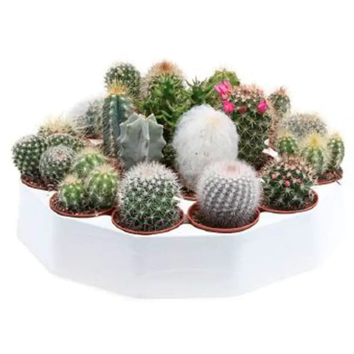 CACTUS - Кактуси<<<Стайни растения<<<Градина<<<Praktiker