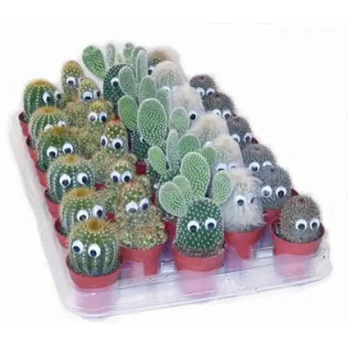 CACTUS - Кактуси<<<Стайни растения<<<Градина<<<Praktiker