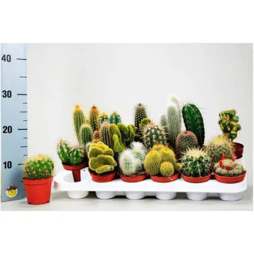 CACTUS MIX EXTRA - Кактуси<<<Стайни растения<<<Градина<<<Praktiker