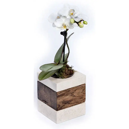 CACTUS POT 8X8X20CM HILDE - Кашпи<<<Саксии кашпи и цветарници<<<Градина<<<Praktiker