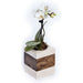 CACTUS POT 8X8X20CM HILDE - Кашпи<<<Саксии кашпи и цветарници<<<Градина<<<Praktiker