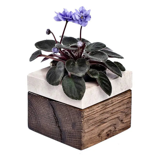 CACTUS POT F8CM BROWNIES - Кашпи<<<Саксии кашпи и цветарници<<<Градина<<<Praktiker&&&Кашпи<<<Саксии кашпи и