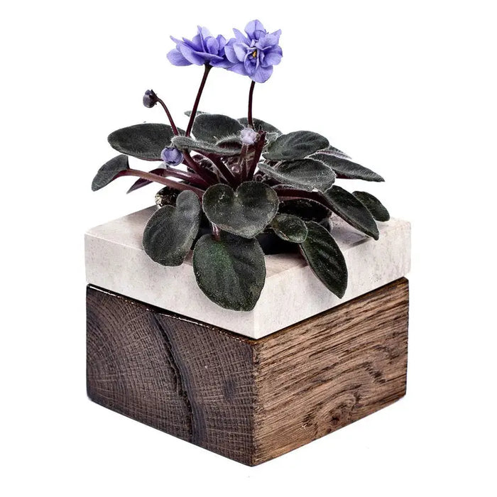 CACTUS POT F8CM BROWNIES - Кашпи<<<Саксии кашпи и цветарници<<<Градина<<<Praktiker&&&Кашпи<<<Саксии кашпи и