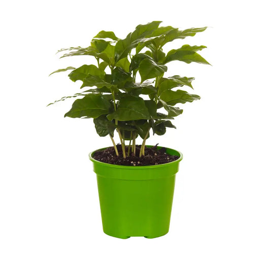 CAFE - Цъфтящи растения<<<Стайни растения<<<Градина<<<Praktiker