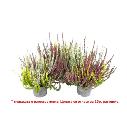 CALUNA - Цъфтящи храсти и дръвчета<<<Външни растения<<<Градина<<<Praktiker