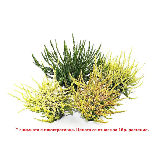 CALUNA - Цъфтящи храсти и дръвчета<<<Външни растения<<<Градина<<<Praktiker