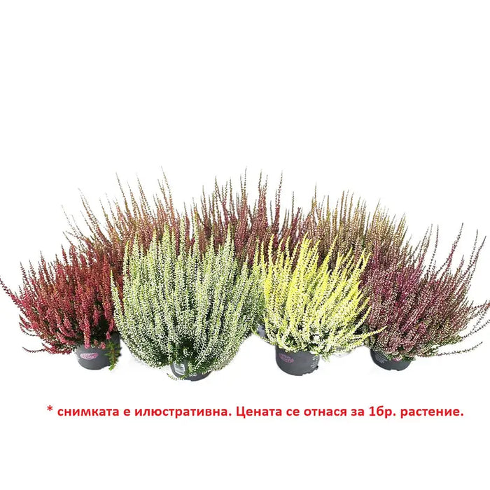 CALUNA - Цъфтящи храсти и дръвчета<<<Външни растения<<<Градина<<<Praktiker