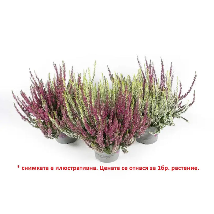 CALUNA - Цъфтящи храсти и дръвчета<<<Външни растения<<<Градина<<<Praktiker