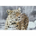 Canvas DKD Home Decor Canvas MDF Wood 50 x 1,8 x 70 cm - Декорация и Осветление<<<Дом Градина<<<BigBuy&&&Картини и