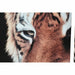 Canvas DKD Home Decor Pinewood Canvas 150 x 2 x 80 cm Tiger - Декорация и Осветление<<<Дом Градина<<<BigBuy&&&Картини и