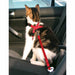 Cat Harness Trixie - Домашни Животни<<<Дом Градина<<<BigBuy&&&Пътуване и разходки<<<Домашни Животни<<<Дом