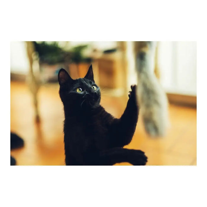 Cat wand Gloria Niemeyeer Wood Fluffy toy Worm - Домашни Животни<<<Дом Градина<<<BigBuy&&&Играчки<<<Домашни