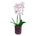 CERAMIC POT 13.5X14CM CYLINDER ORCHID - Кашпи<<<Саксии кашпи и цветарници<<<Градина<<<Praktiker&&&Кашпи<<<Саксии кашпи