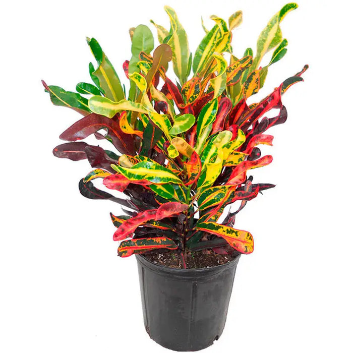 CROTON - Нецъфтящи растения<<<Стайни растения<<<Градина<<<Praktiker