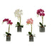 Decorative Flower Ibergarden Orchid 14 x 51 x 18 cm (6 Units) - Декорация и Осветление<<<Дом Градина<<<BigBuy&&&Други