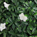DECORATIVE PANEL 50X50CM 1 AZALEA HD HD-10447 - Изкуствено озеленяване<<<Мрежи и огради<<<Градина<<<Praktiker