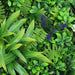 DECORATIVE PANEL 50X50CM 1PCS IN PACKAGE ROSSIMA TROPICAL PLANTS - Изкуствено озеленяване<<<Мрежи и