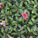 DECORATIVE PANEL 50X50CM AZALEA 1 PCS HD HD-10446 - Изкуствено озеленяване<<<Мрежи и огради<<<Градина<<<Praktiker