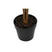 Decorative Plant DKD Home Decor Brown Polyethylene Green 50 x 50 x 140 cm - Декорация и Осветление<<<Дом