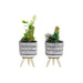 Decorative Plant DKD Home Decor Ceramic Black Polyethylene White Green (7 x 7 x 19 cm) (2 Units) - Декорация и