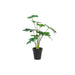 Decorative Plant DKD Home Decor Green PE (20 x 20 x 40 cm) - Декорация и Осветление<<<Дом Градина<<<BigBuy&&&Други