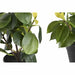 Decorative Plant DKD Home Decor Green PP PE Fig Tree (2 Units) (21 x 18 x 30 cm) - Декорация и Осветление<<<Дом