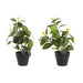 Decorative Plant DKD Home Decor Green PP PE Fig Tree (2 Units) (21 x 18 x 30 cm) - Декорация и Осветление<<<Дом