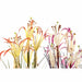 Decorative Plant DKD Home Decor Metal Orange Burgundy PVC Lilies (25 x 25 x 88 cm) (2 Units) - Декорация и