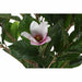 Decorative Plant DKD Home Decor Pink Green PE (60 x 60 x 125 cm) - Декорация и Осветление<<<Дом