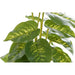Decorative Plant DKD Home Decor PVC polypropylene 20 x 20 x 30 cm - Други артикули за декорация<<<Декорация и