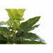 Decorative Plant DKD Home Decor PVC polypropylene 25 x 25 x 30 cm - Декорация и Осветление<<<Дом