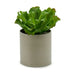 Decorative Plant Ibergarden 20 x 25 x 20 cm (6 Units) - Декорация и Осветление<<<Дом Градина<<<BigBuy&&&Други артикули