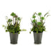 Decorative Plant Ibergarden Cork Plastic Flowers Field 20 x 41 x 20 cm (6 Units) - Декорация и Осветление<<<Дом
